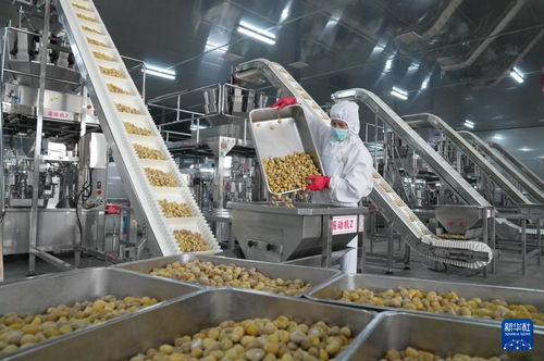 新材料技術驅動河北遵化農產品深加工，助力鄉(xiāng)村振興